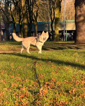Siberian Husky ENCI femmina