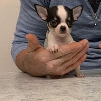 Cuccioli di chihuahua mini toy e toy