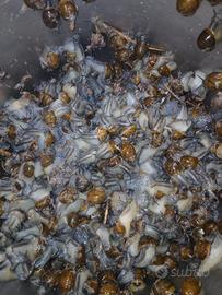 Cozze