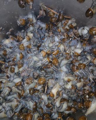 Cozze