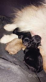 Spitz di Pomerania nano