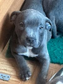 Staffordshire bull terrier blue