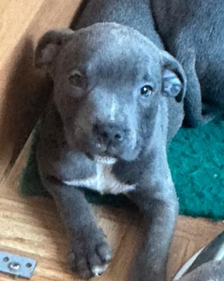 Staffordshire bull terrier blue