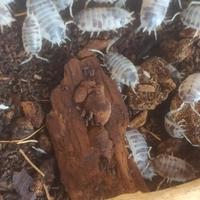 Isopodi Porcellio laevis - Dalmatian/Dairy Cow