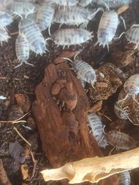 Isopodi Porcellio laevis - Dalmatian/Dairy Cow