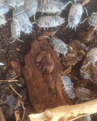Isopodi Porcellio laevis - Dalmatian/Dairy Cow
