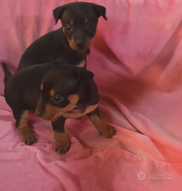 Pinscher nano