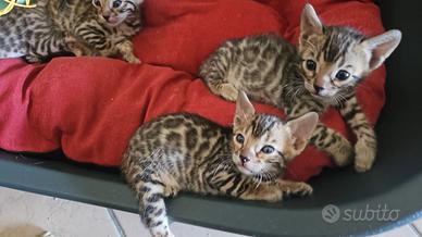 cuccioli di bengala per Ottobre 