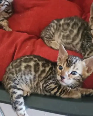 cuccioli di bengala per Ottobre 