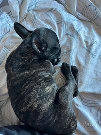 Bulldog francese