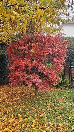 Acero rosso giapponese - 20 anni