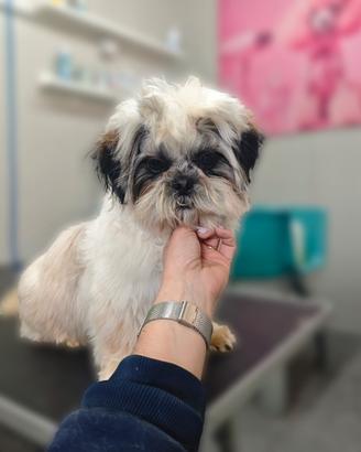 Shih tzu disponibile