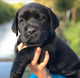 Cucciolata labrador