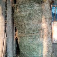 Fieno di prato ed erba