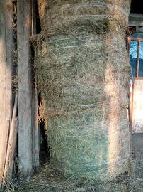 Fieno di prato ed erba