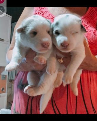 Cuccioli husky siberian e maremmano