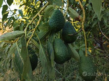 avocado di fiumefreddo