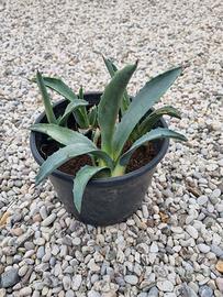 4 Piante grasse Agave Americana