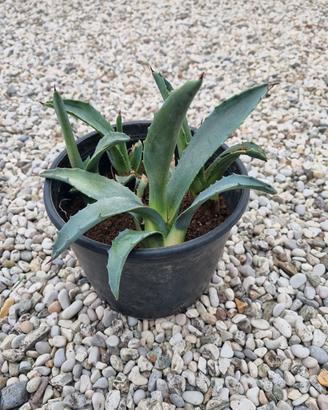4 Piante grasse Agave Americana