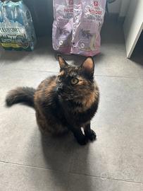 2 micie femmine castrate FIV e FELV negative