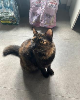 2 micie femmine castrate FIV e FELV negative