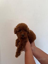 Barboncino Toy