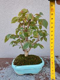Bonsai shoin olmo
