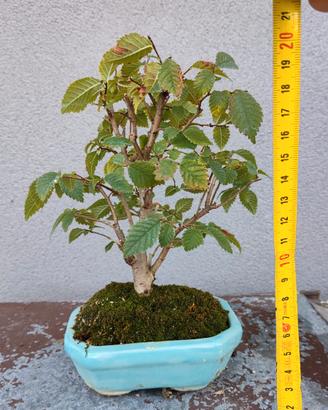 Bonsai shoin olmo