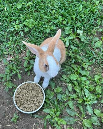 Animali