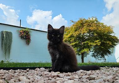Cucciole Maine Coon pedigree ANFI