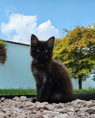 Cucciole Maine Coon pedigree ANFI