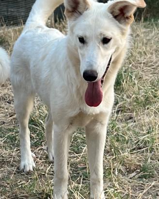 Cucciolona Pastore Svizzero mix ADOZIONE