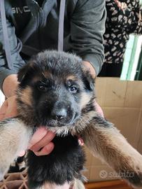 Cuccioli di pastore tedesco