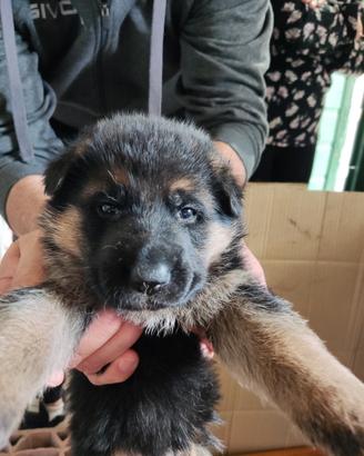 Cuccioli di pastore tedesco