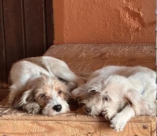 Cuccioli petit basset