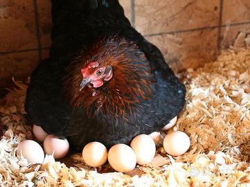 Galline ovaiole nere collo oro