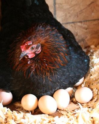 Galline ovaiole nere collo oro