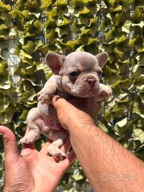 Bulldog francese