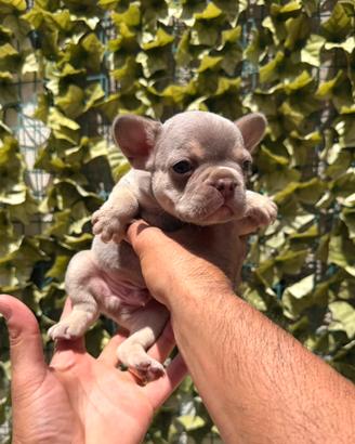 Bulldog francese