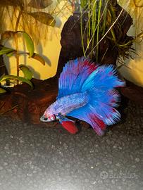 Betta e bettario