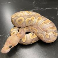 Ball phyton, Pitone Reale, Rettili, Serpenti