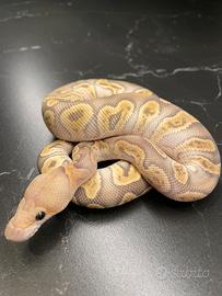 Ball phyton, Pitone Reale, Rettili, Serpenti