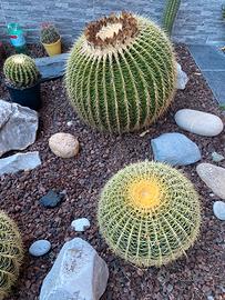 Semi echinocactus grusonii