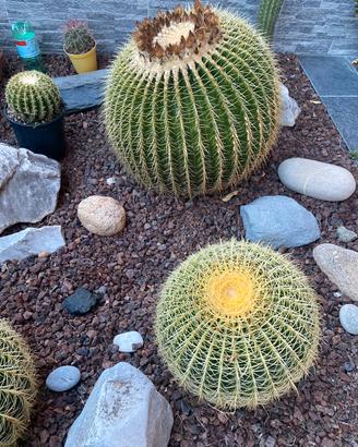Semi echinocactus grusonii