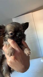 Chihuahua