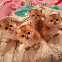 Scottish straight golden con pedigree