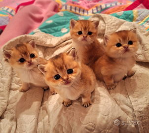 Scottish straight golden con pedigree