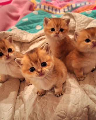 Scottish straight golden con pedigree