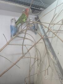 Inseparabili