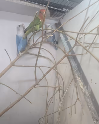 Inseparabili